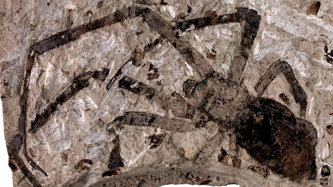 fossil spider